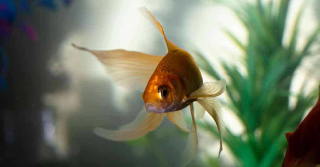 how safe is your fishtank